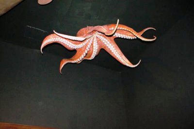 ir-100119_15-03_1121.jpg