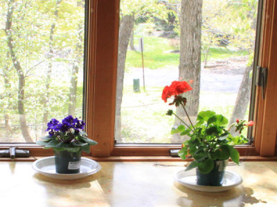 New Geranium and Violet Plants by my  office Window