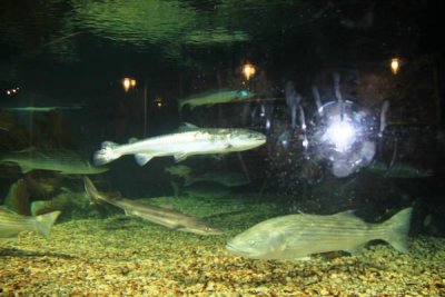 ir-100428_12-16_4354.jpg