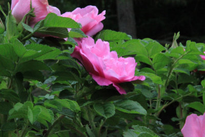 ir-100517_16-33_4886.jpg