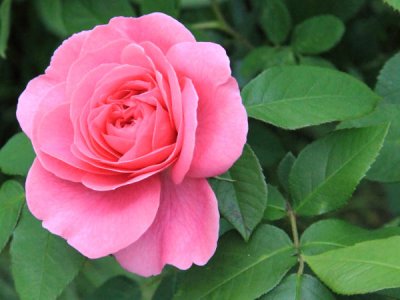 Klein Rose GardensErev Shavuos5770