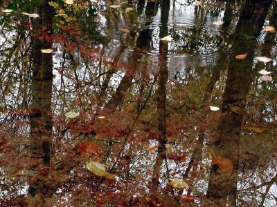 ir-200010252365_LeafRipplesAutoLevels.jpg