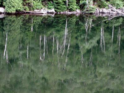 ir-200107152347_AdirondackBirch.jpg