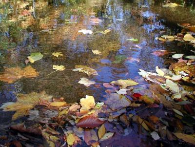 ir-200110180051_CRAL_SaddleRiver,NJ.jpg