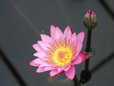 ir-200205270828_PinkWaterLily.jpg