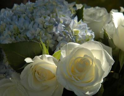 ir-200210270710_WhiteRoses.jpg