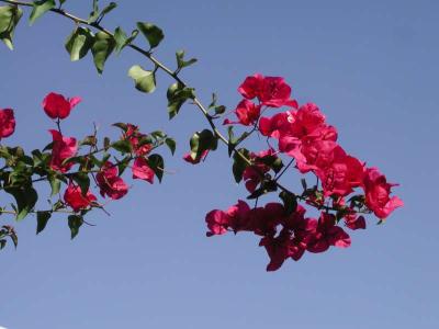 ir200102086957_FlowersAtTiffany.jpg