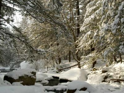 ir200302065695_StonyBrookSunTrees.jpg