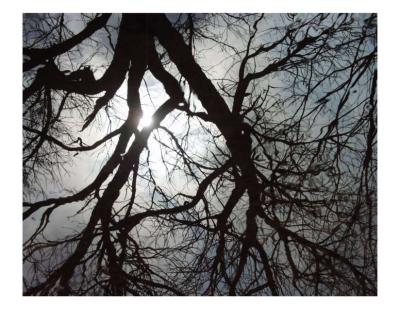 ir03080287_ReflectionsSunInTree.jpg
