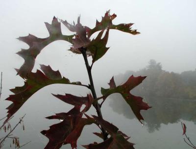 ir10262408_OakWeb.jpg