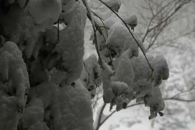irDSC_0103.jpg