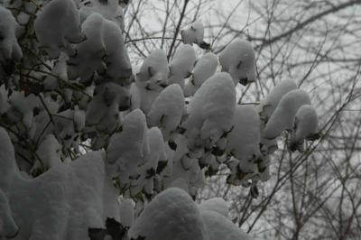 irDSC_0104.jpg