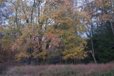 ir-20071101_0013.jpg