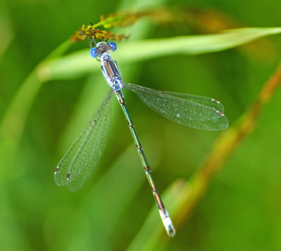 Common Spreadwing - Male