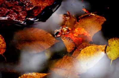 g3/83/606383/3/55127184.bm_9991022_lowercarpriverleaves.jpg