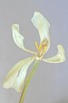 g3/83/606383/3/56457048.Feb23WhiteTulip036B.jpg