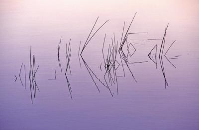g3/83/606383/3/57260001.bm_995711_reedreflections.jpg