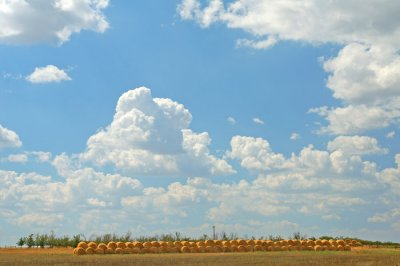 Summer Harvest