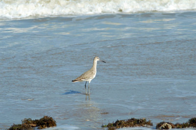 Long-billed Dowitcher 