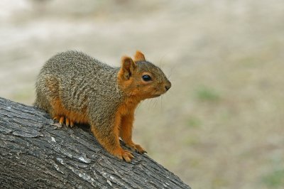 Eastern Fox Squirrel 