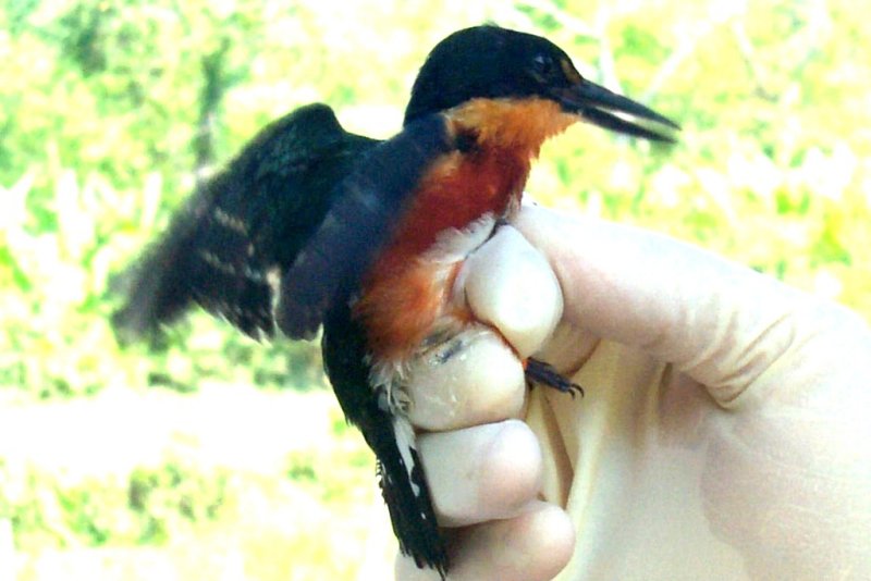 Pygmy Kingfisher (Chloroceryle aenea)