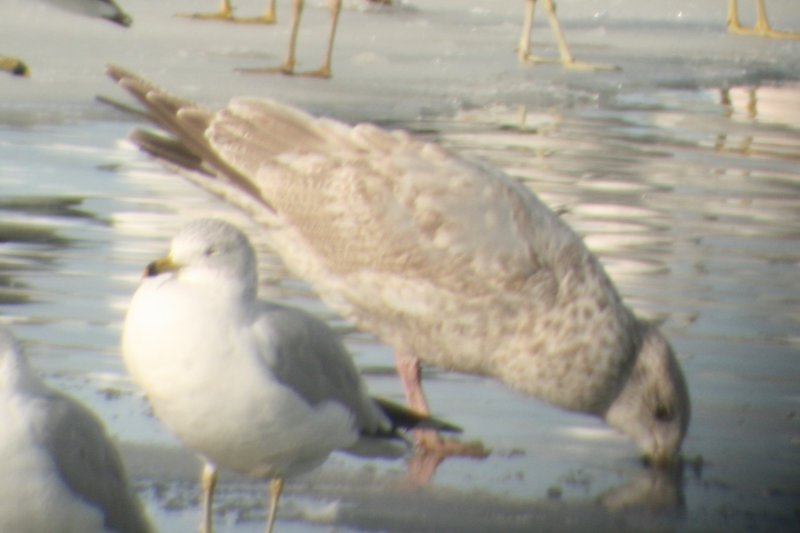 Mystery Gull N