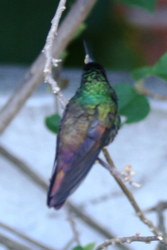 Berylline or Blue-tailed?