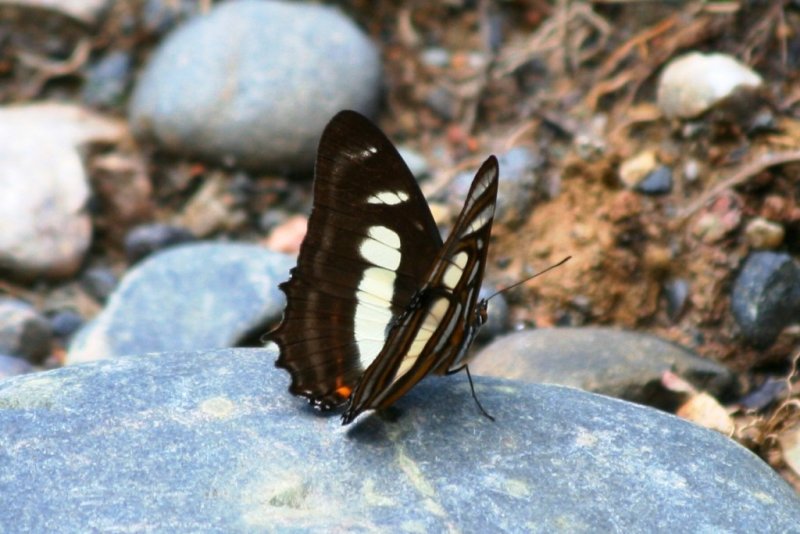 Butterflies of Ecuador