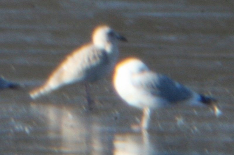 Mystery Gull R - probable Thayer's Gull