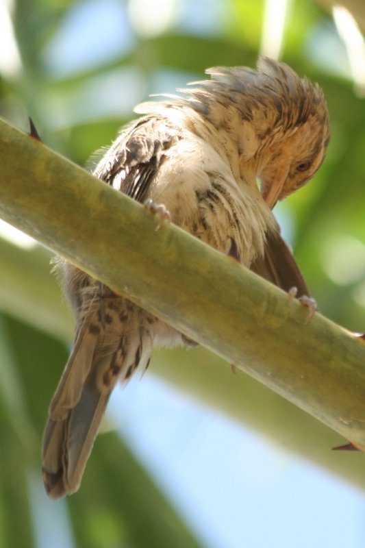 Thrush-like Wren