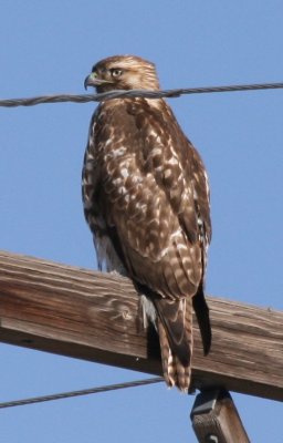 Red-tailed Hawk (juvenile)