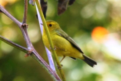 Wilson's Warbler (1 cy female)