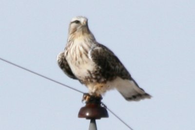 Rough-legged Hawk (adult female light phase)
