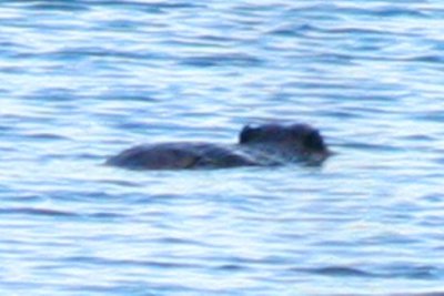 Beaver (Colorado)