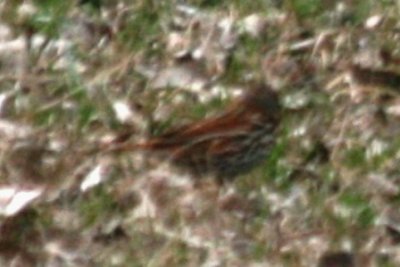 Fox Sparrow (Red adult)