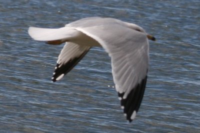 Ring-billed Gull  (3rd cycle)