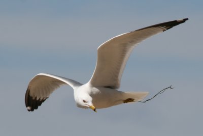 Ring-billed Gull (3rd cycle)