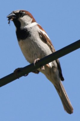House Sparrow (adult male)