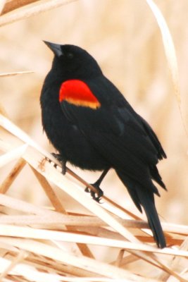 Red-winged Blackbird (definitive adult male in alternate plumage)