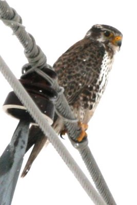 Prairie Falcon (male)