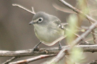 Vireo 05102009 Larimer County CO NK 7.jpg