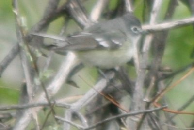 Vireo 05102009 Larimer County CO NK 8.jpg