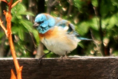 Lazuli Bunting (male, prealternate molt)