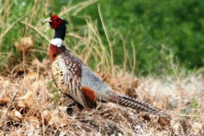 Ring-necked Pheasant (adult male)