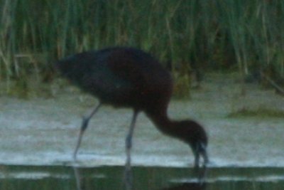 Plegadis spp ibis 7032009 Weld County CO NK 07.jpg