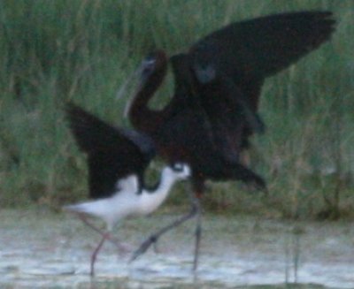 Plegadis spp ibis 7032009 Weld County CO NK 16.jpg
