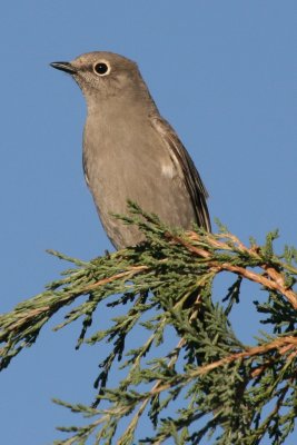 Townsend's Solitaire, Pawnee Grasslands, Colorado