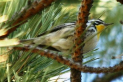 Yellow-throated Warbler