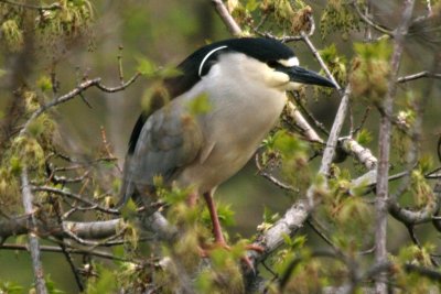 Black-crowned Night-Heron (adult)