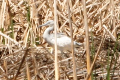 Little Blue Heron (1st cycle)